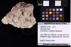 Foto (Objket + Etiketten) von Decapoda indet. 